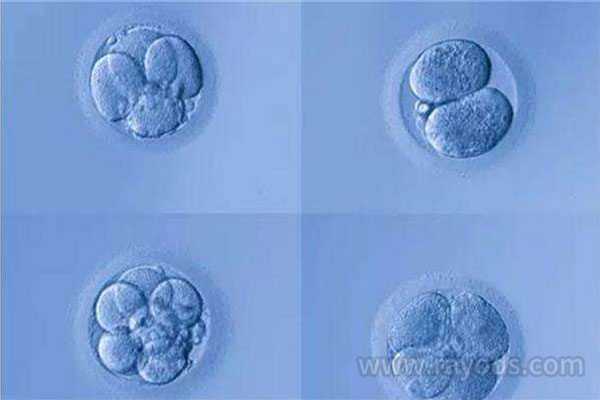 吕梁借卵子生子包男孩_囊胚培养，做试管婴儿我们是否需要养囊？